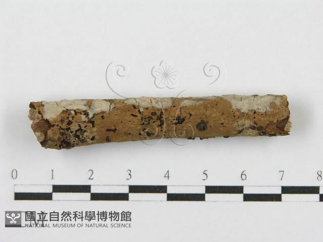 登錄號:F0012917藏品圖，第10張