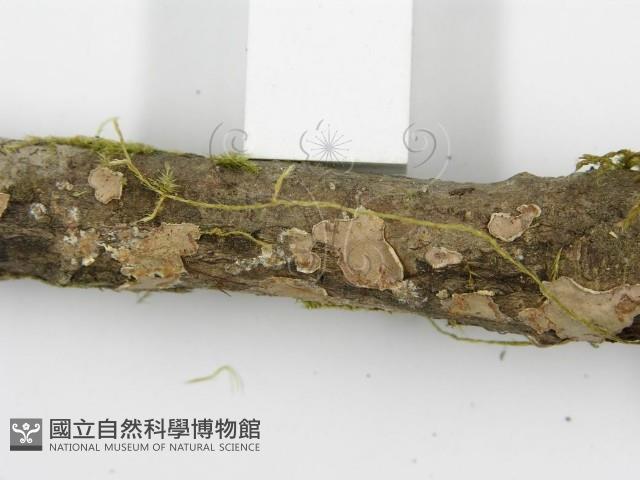 登錄號:F0013453藏品圖，第10張