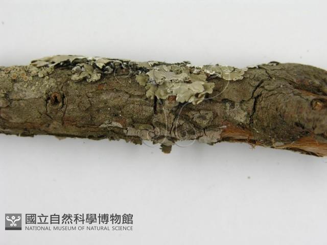 登錄號:F0015773藏品圖，第11張