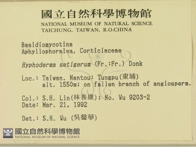 剛毛絲皮菌藏品圖，第2張