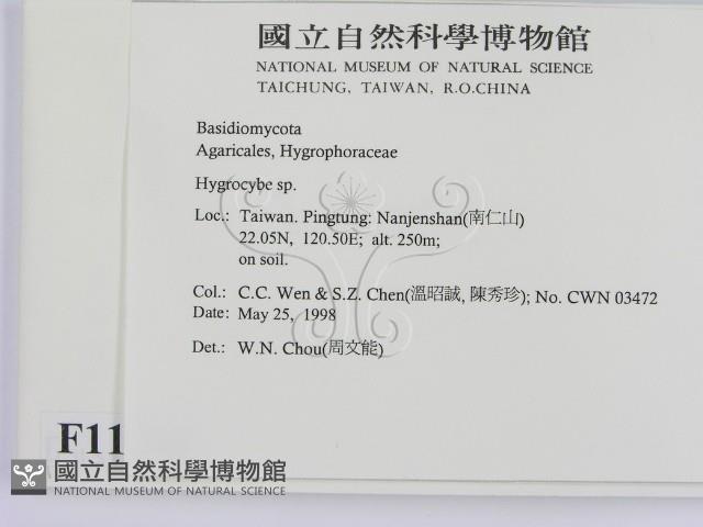 濕傘屬藏品圖，第2張