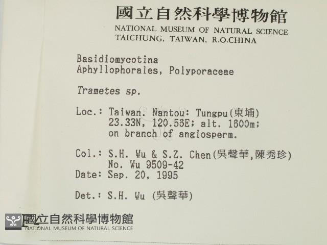 栓菌屬藏品圖，第2張