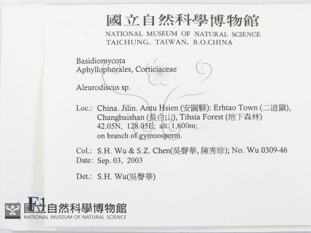 盤革菌屬藏品圖，第2張