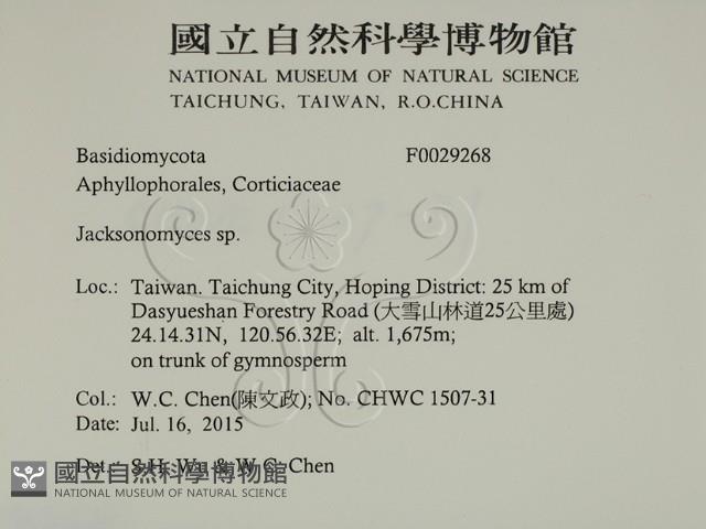 傑克菌屬藏品圖，第2張