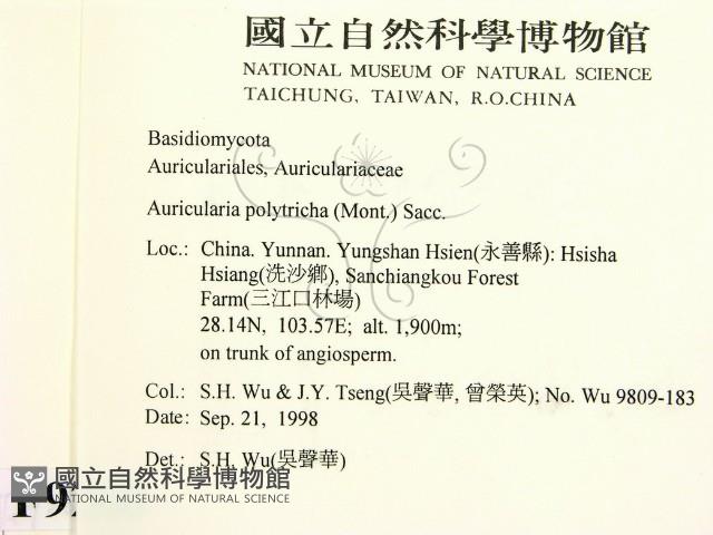 毛木耳藏品圖，第2張