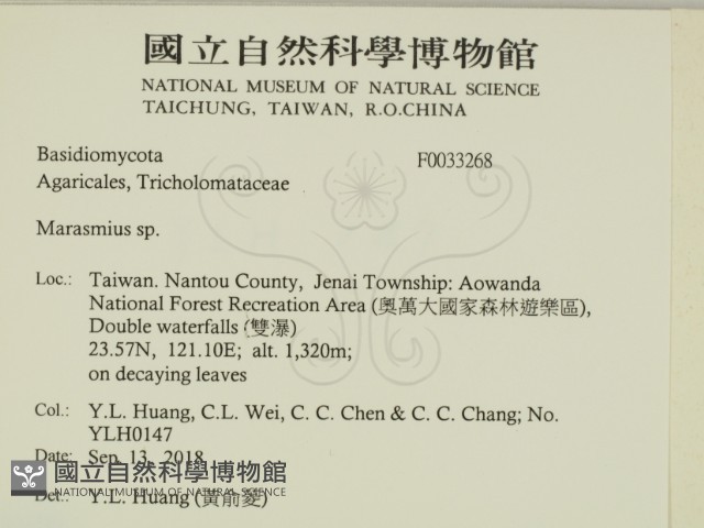 小皮傘屬藏品圖，第2張