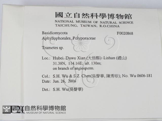 栓菌屬藏品圖，第2張
