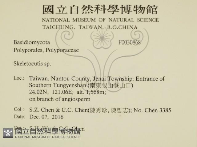 骨皮菌屬藏品圖，第2張