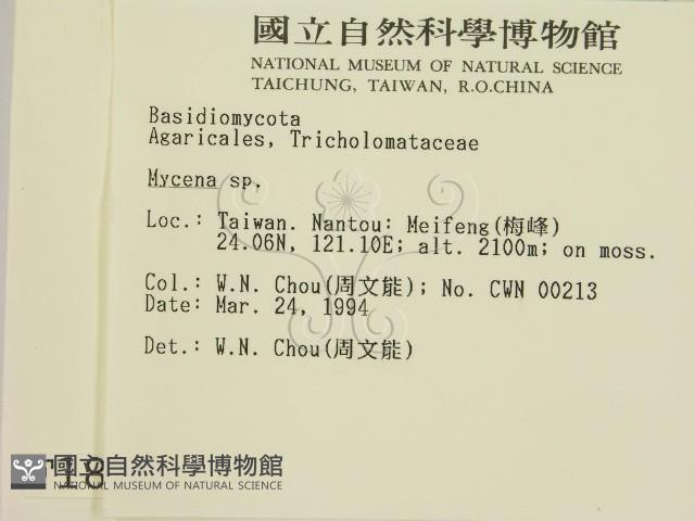 小菇屬藏品圖，第2張