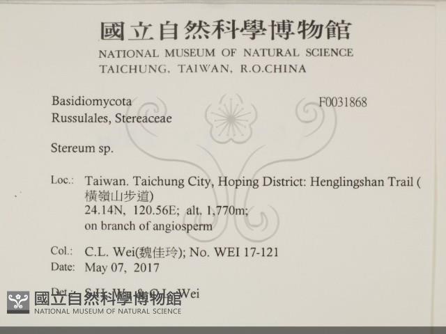 韌革菌屬藏品圖，第2張
