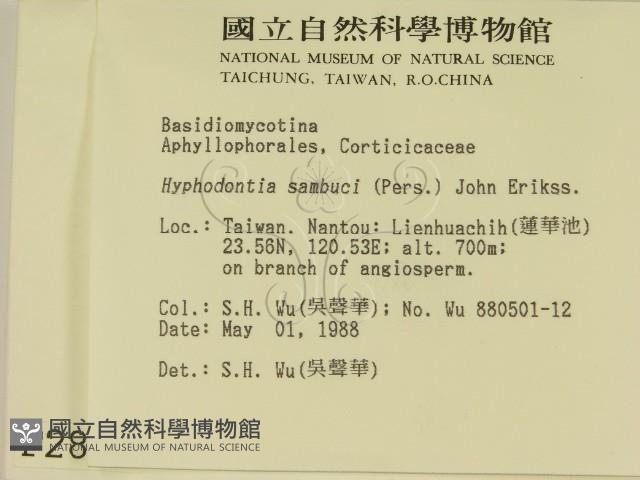 冇骨消絲齒菌藏品圖，第2張