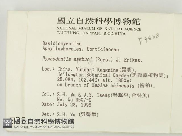 冇骨消絲齒菌藏品圖，第2張