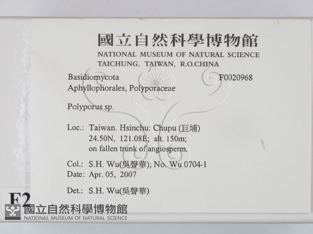 多孔菌屬藏品圖，第2張