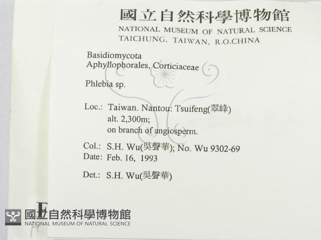 射脈菌屬藏品圖，第2張