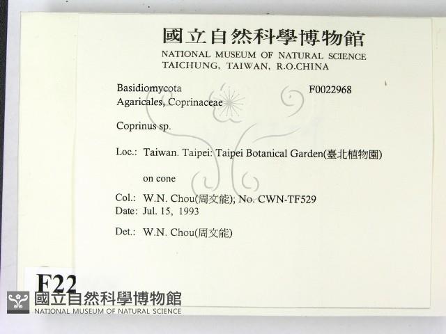 鬼傘屬藏品圖，第2張
