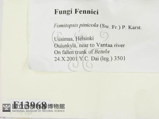 松生擬層孔菌藏品圖，第2張