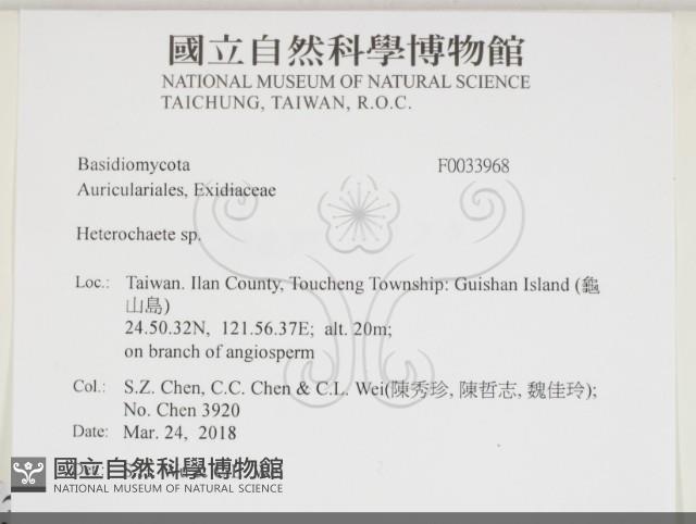 刺皮菌屬藏品圖，第2張