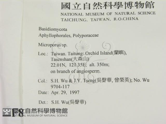 小孔菌屬藏品圖，第2張