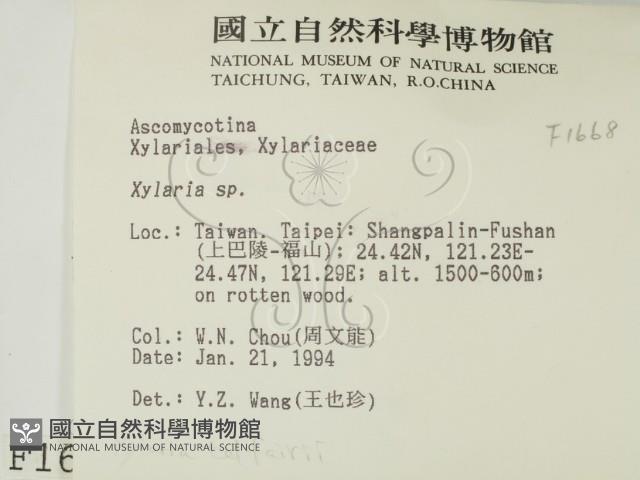 炭角菌屬藏品圖，第2張