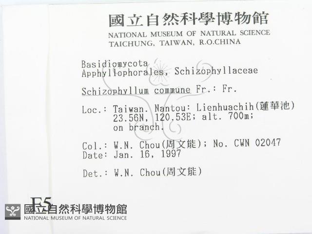 裂褶菌藏品圖，第2張