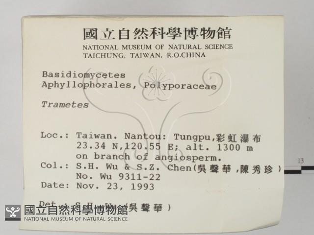 栓菌屬藏品圖，第2張
