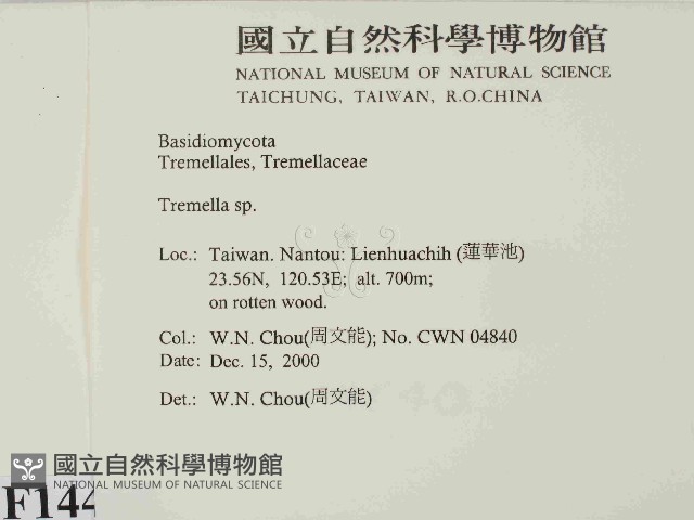 銀耳屬藏品圖，第2張