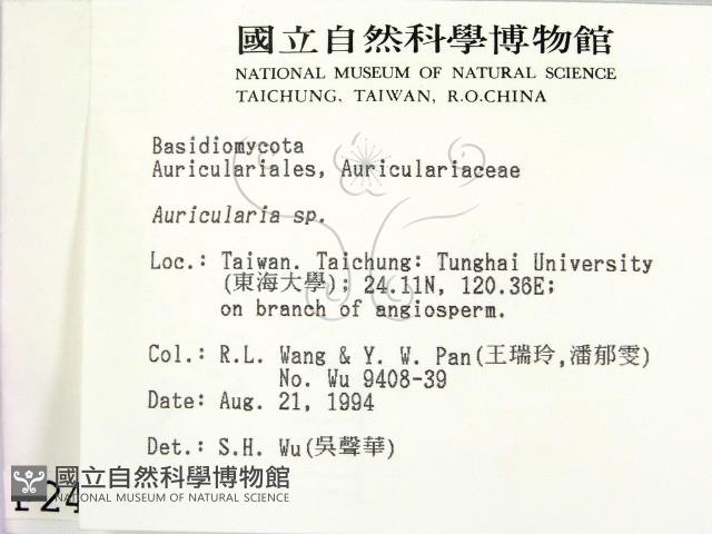 木耳屬藏品圖，第2張