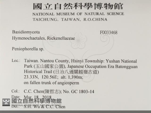擬筍殼菌屬藏品圖，第2張