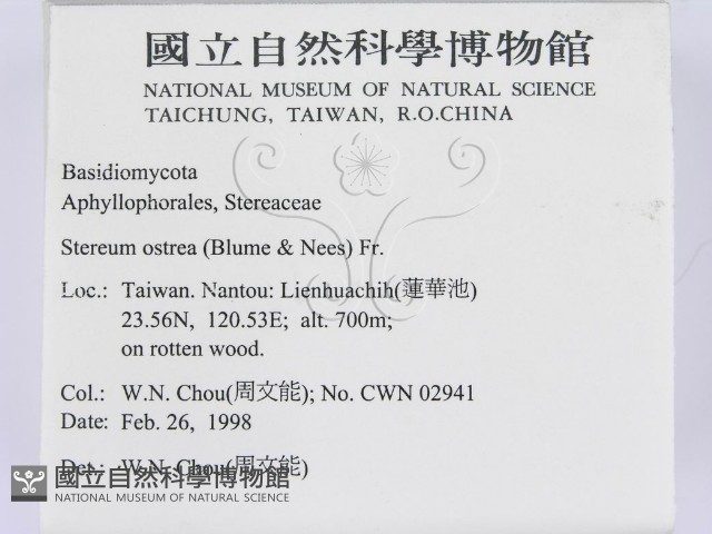 蠔韌革菌藏品圖，第2張