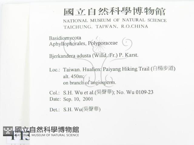 煙管菌藏品圖，第2張