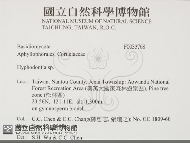 絲齒菌屬藏品圖，第2張