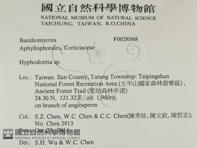 絲齒菌屬藏品圖，第2張