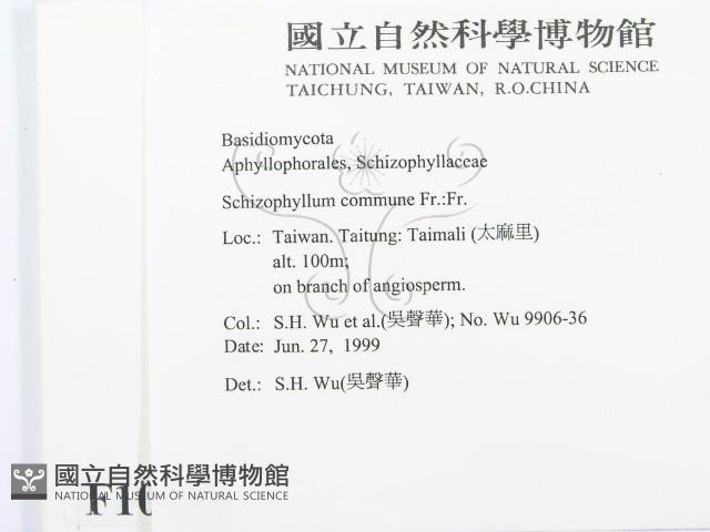 裂褶菌藏品圖，第2張