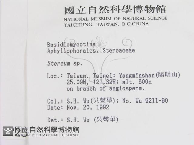 韌革菌屬藏品圖，第2張