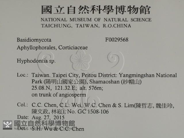 絲齒菌屬藏品圖，第2張