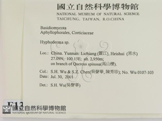 絲皮菌屬藏品圖，第2張