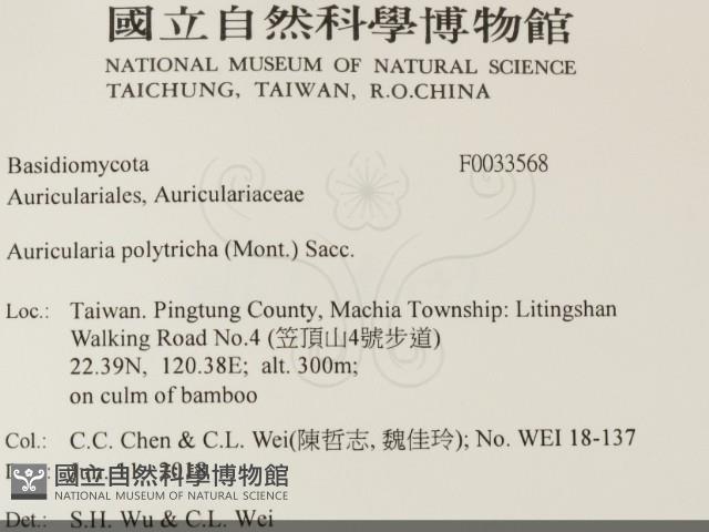 毛木耳藏品圖，第2張