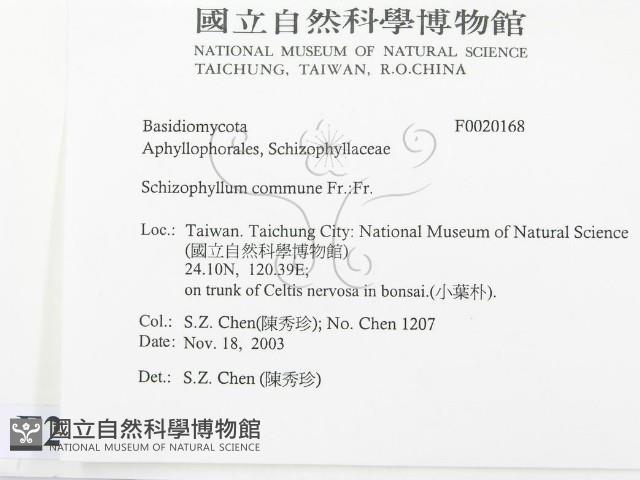 裂褶菌藏品圖，第2張
