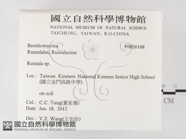 紅菇屬藏品圖，第2張