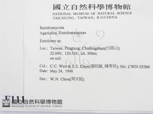 粉褶菌屬藏品圖，第2張