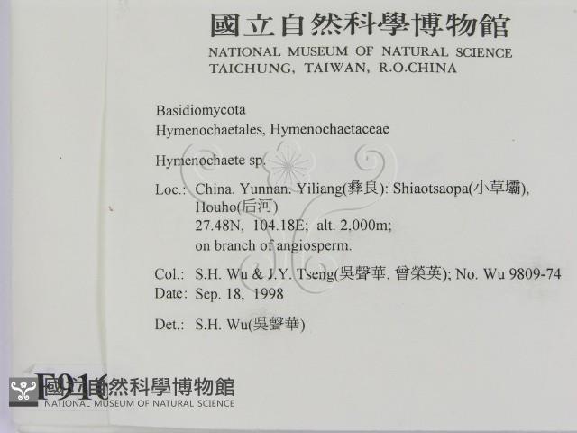 刺革菌屬藏品圖，第2張