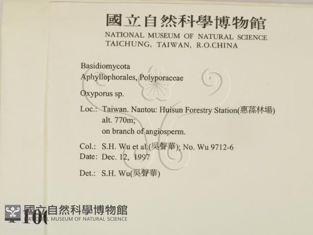 銳孔菌屬藏品圖，第2張