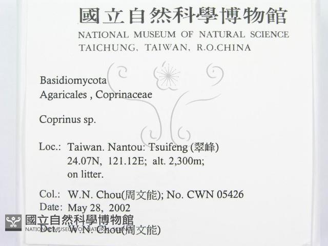 鬼傘屬藏品圖，第2張