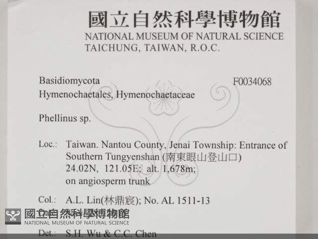 木層孔菌屬藏品圖，第2張