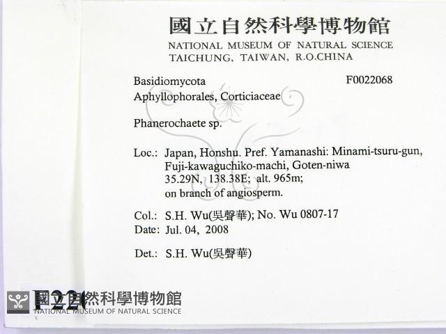 顯絲菌屬藏品圖，第2張