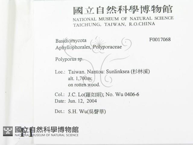 多孔菌屬藏品圖，第2張