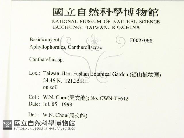 雞油菌屬藏品圖，第2張