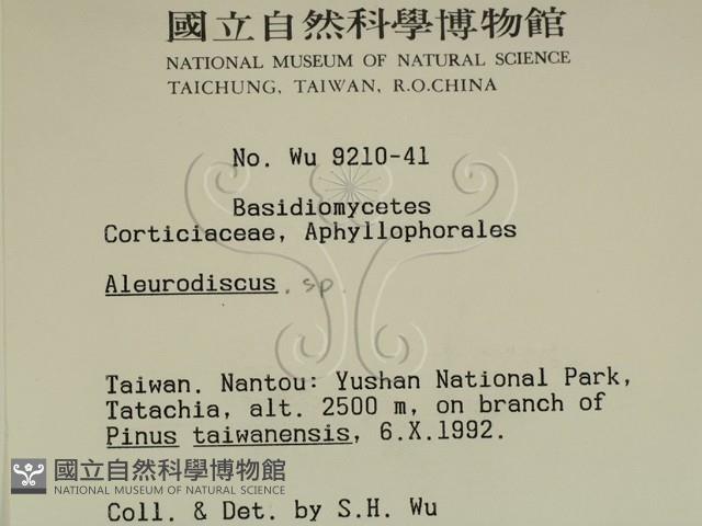 盤革菌屬藏品圖，第2張