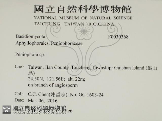 筍殼菌屬藏品圖，第2張