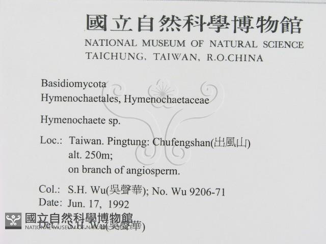 刺革菌屬藏品圖，第2張